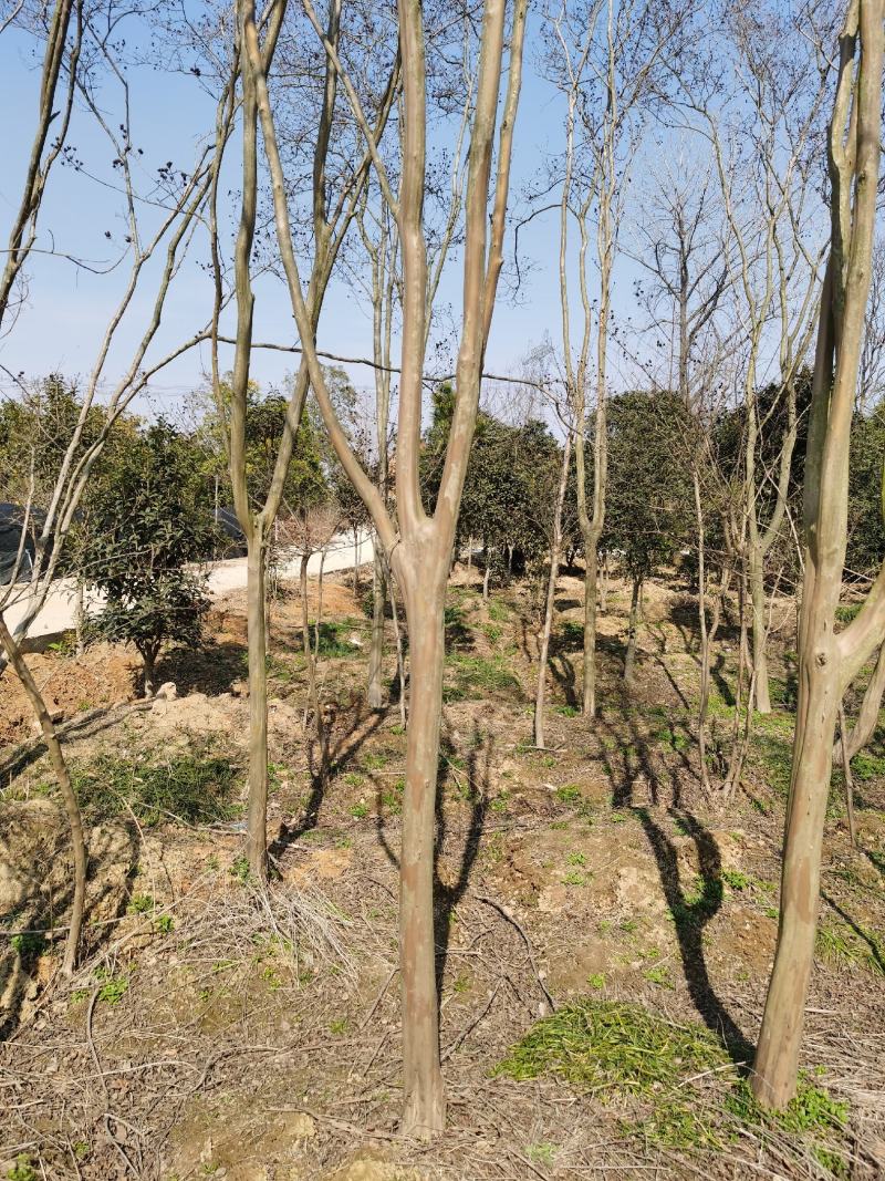占地紫薇处理3-10公分老紫薇腾地处理白菜价