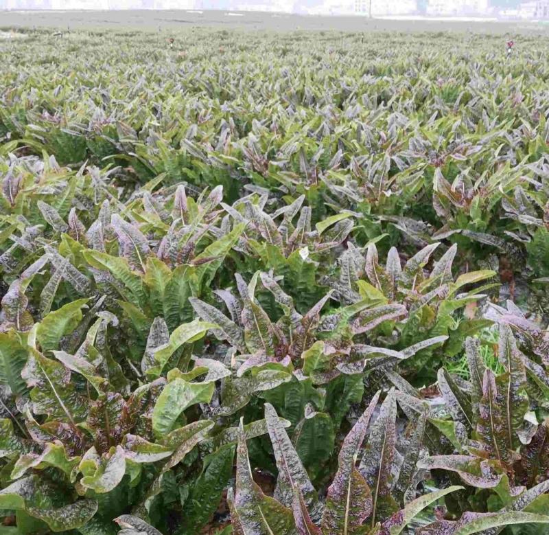 莴笋莴苣精品红叶香莴苣大量供货产地直供价格可谈