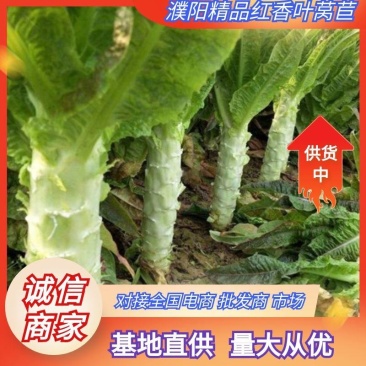 莴笋莴苣精品红叶香莴苣大量供货产地直供价格可谈