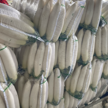 四川遂宁射洪白萝卜