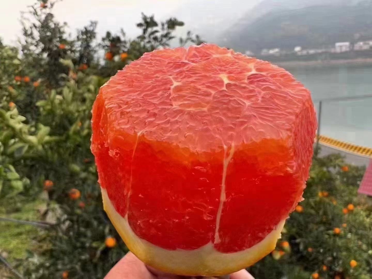血橙果实特写