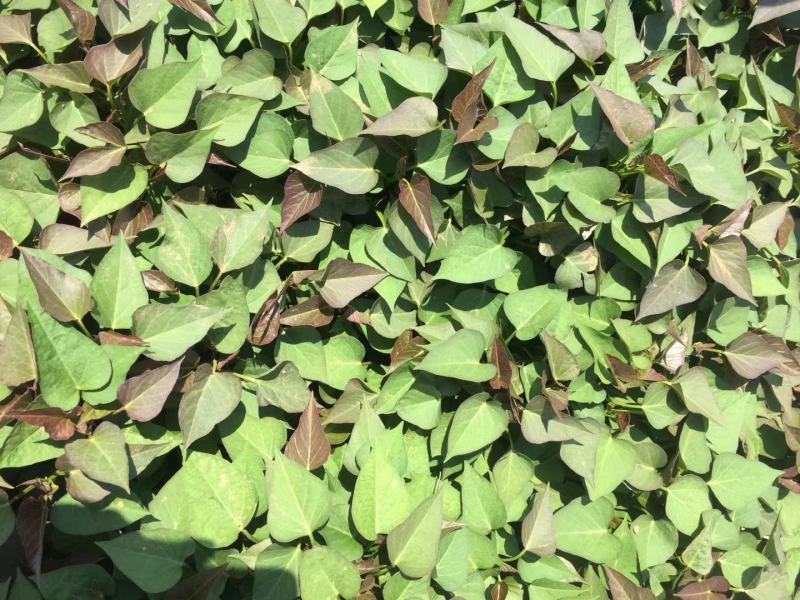 红薯苗商薯19