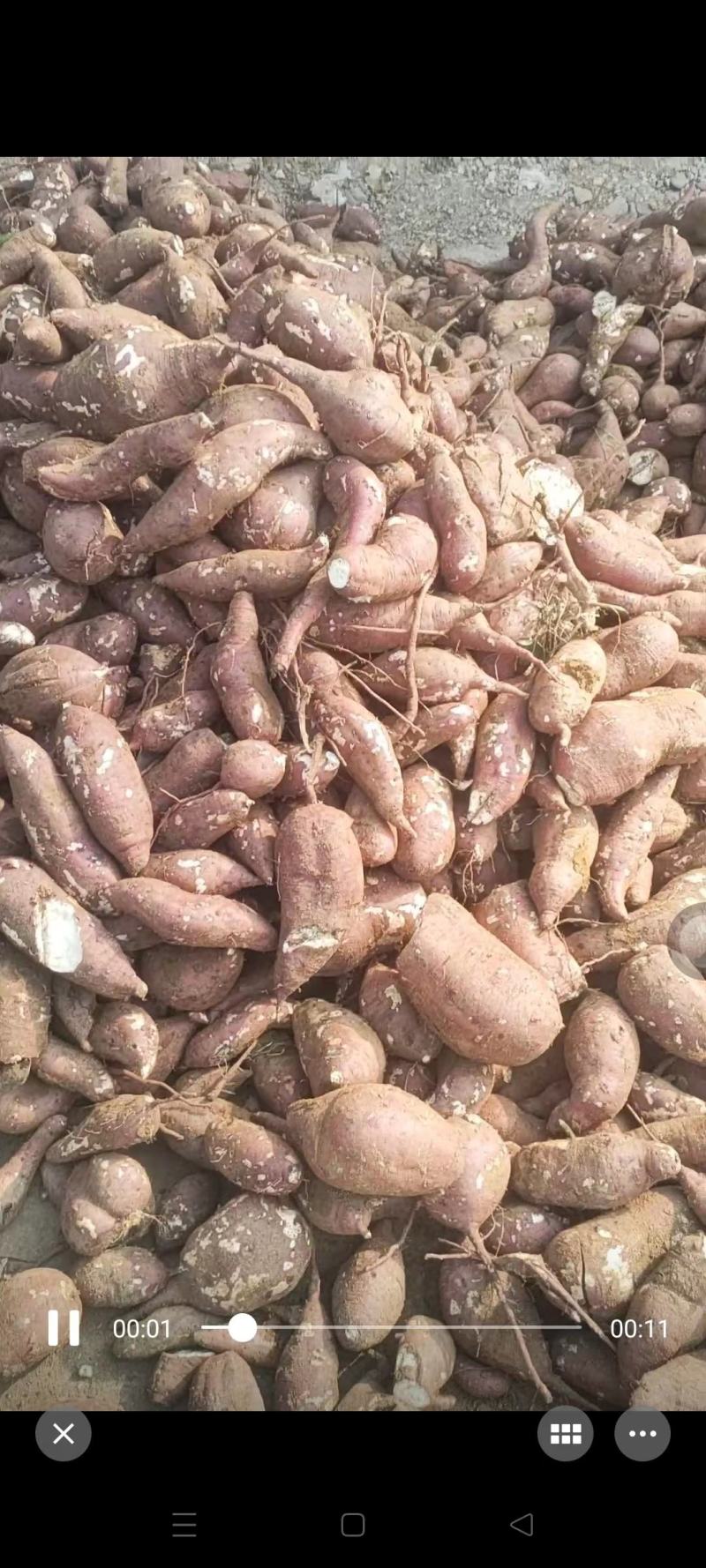 红薯苗商薯19