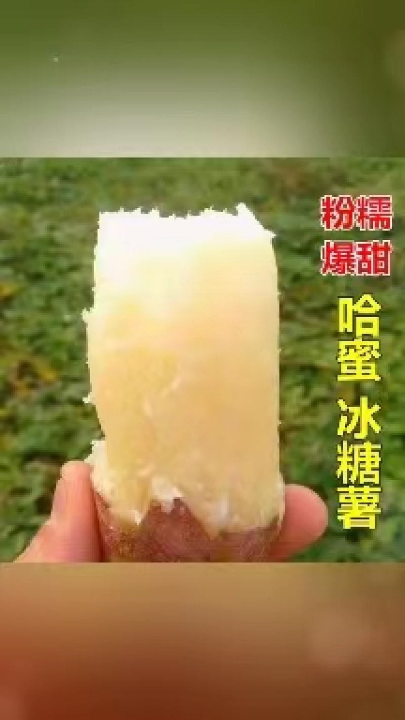 白密薯哈密