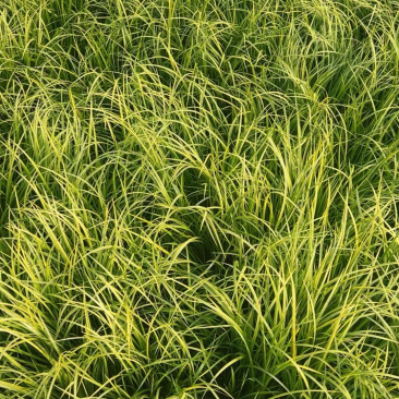 金叶石菖蒲批发基地