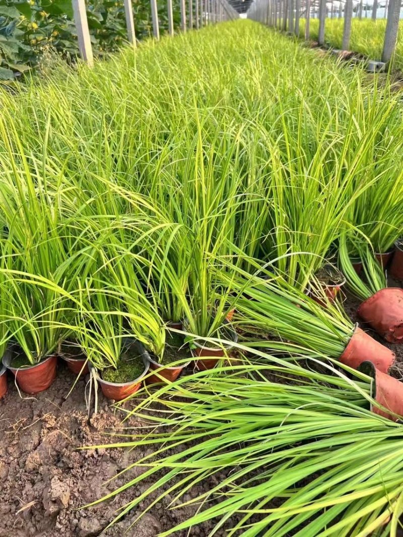 金叶石菖蒲批发基地