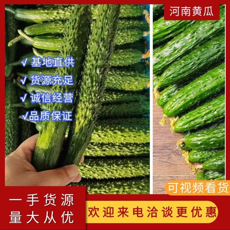 【河南黄瓜】夏邑县密刺黄瓜，油亮黄瓜青瓜，刺黄瓜蔬菜基地供应