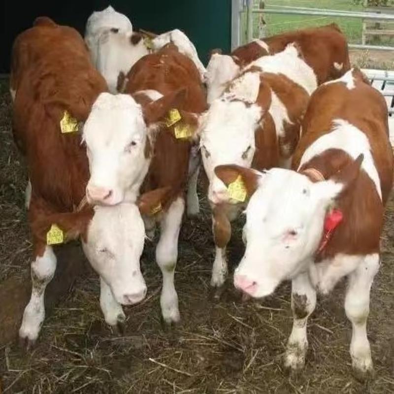 西门塔尔牛犊花牛犊肉牛改良黄牛鲁西黄牛犊