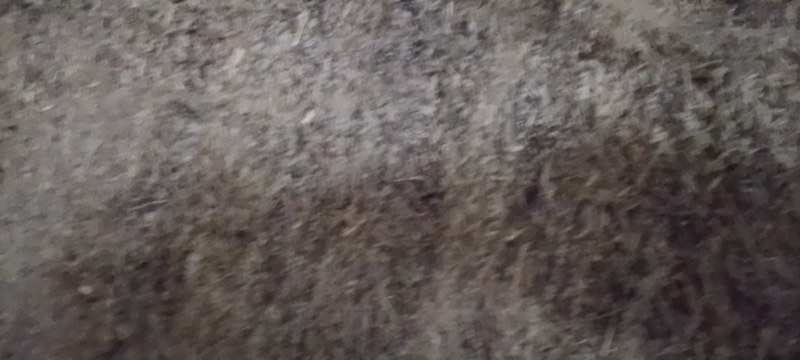 艾叶大白艾陈艾