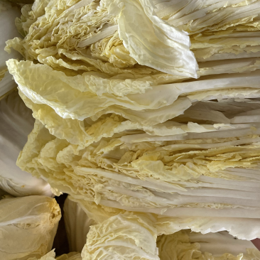 精品冷库黄心大白菜，净菜300吨，低价处理，腌制