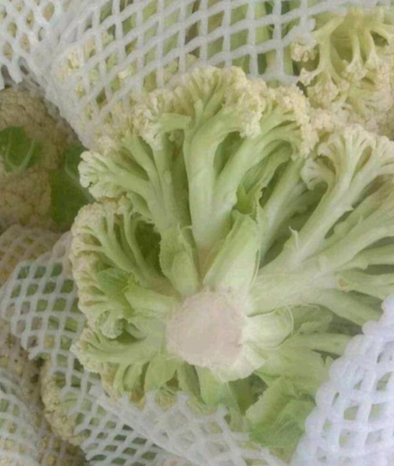 江苏东台有机花菜产地大量供应整车发货全国电商超市