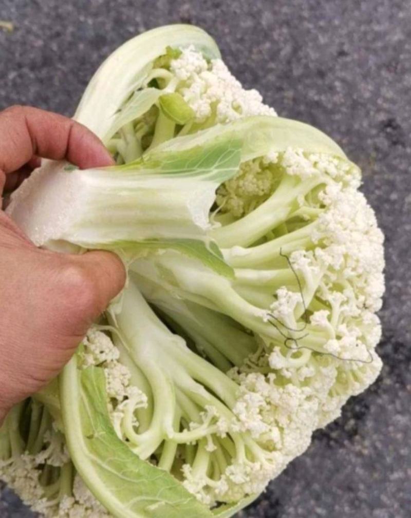 江苏东台有机花菜产地大量供应整车发货全国电商超市