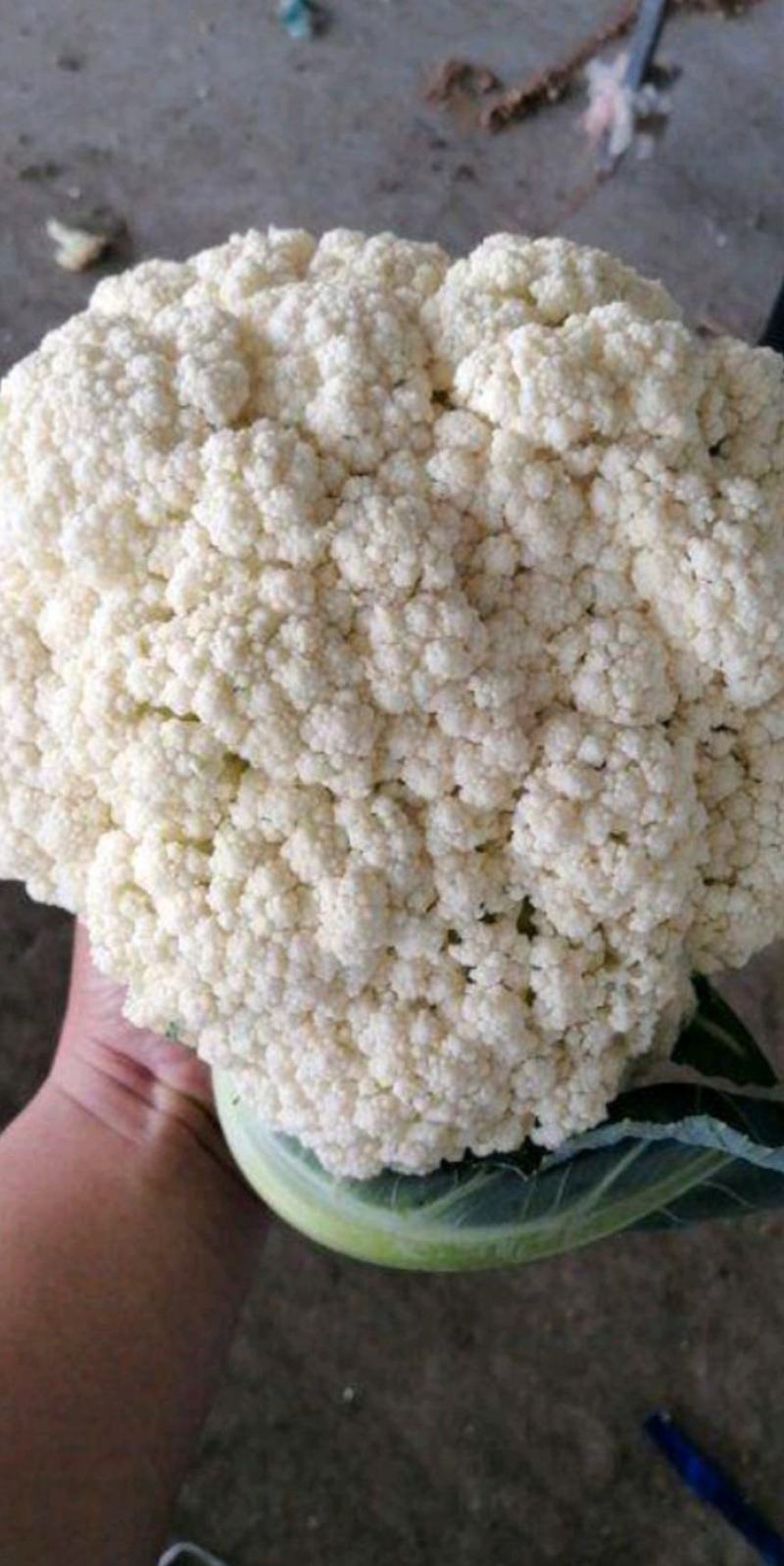 江苏东台有机花菜产地大量供应整车发货全国电商超市
