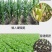 代替尿素的液体氮肥缓释氮肥提苗壮根促进生长防止倒伏