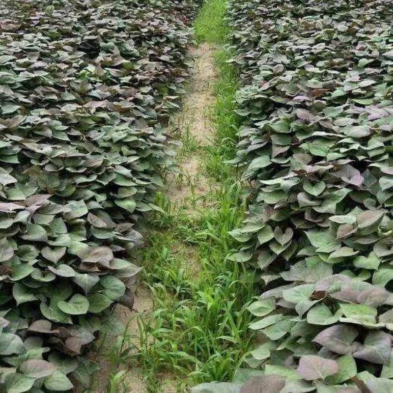 红薯苗烟薯25