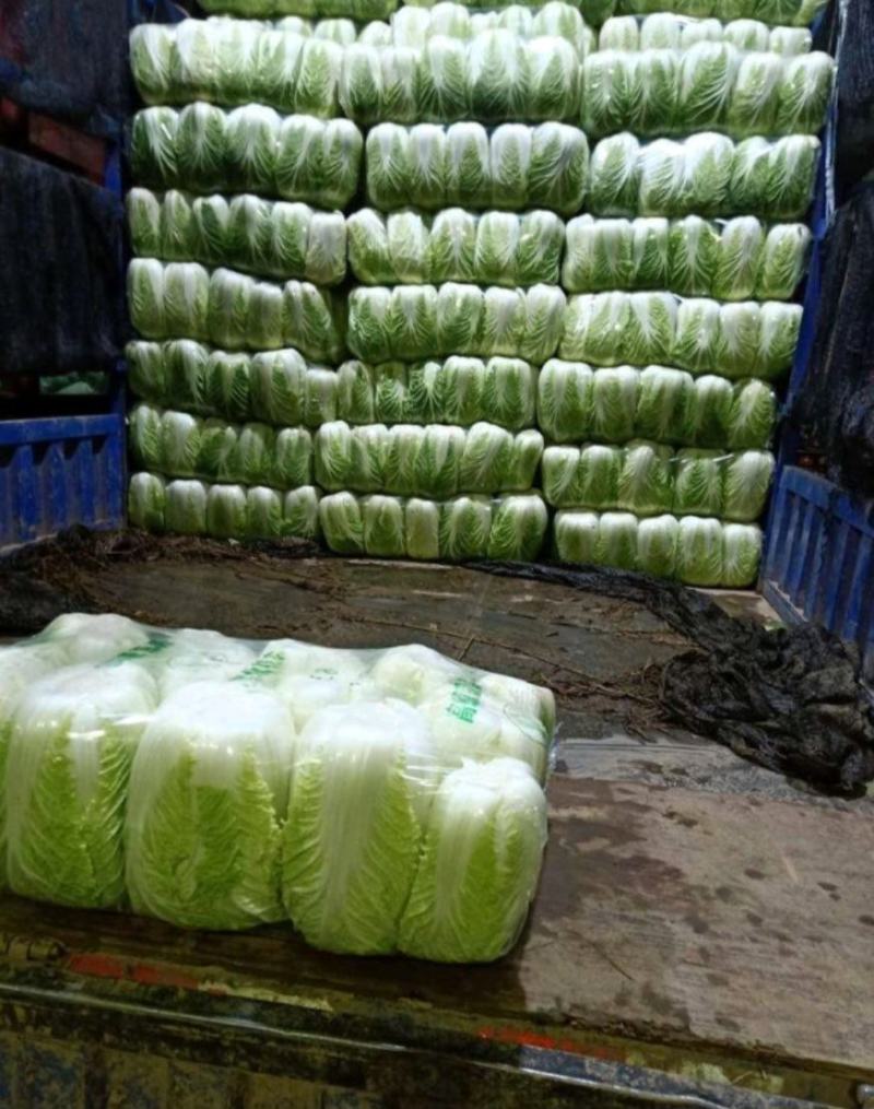 东台白菜产地大量供应全国发货整车供应