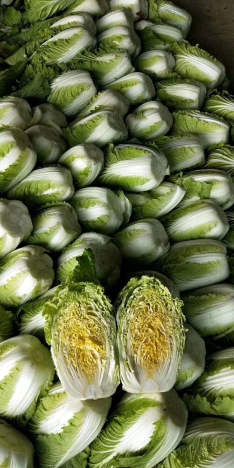 东台白菜产地大量供应全国发货整车供应