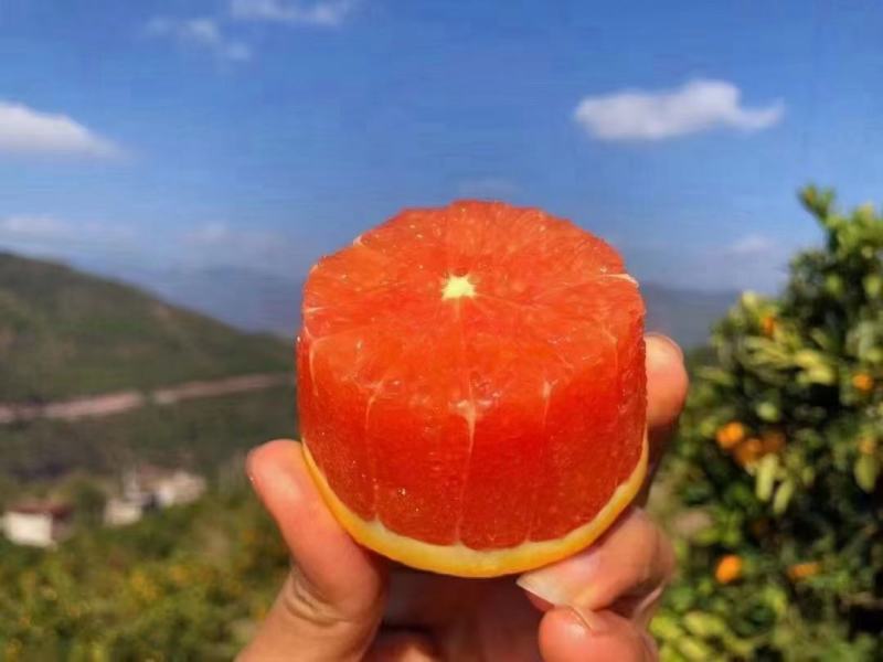 精品秭归脐橙纽荷尔中华红伦晚脐橙果园果农现采现卖