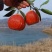 精品秭归脐橙纽荷尔中华红伦晚脐橙果园果农现采现卖