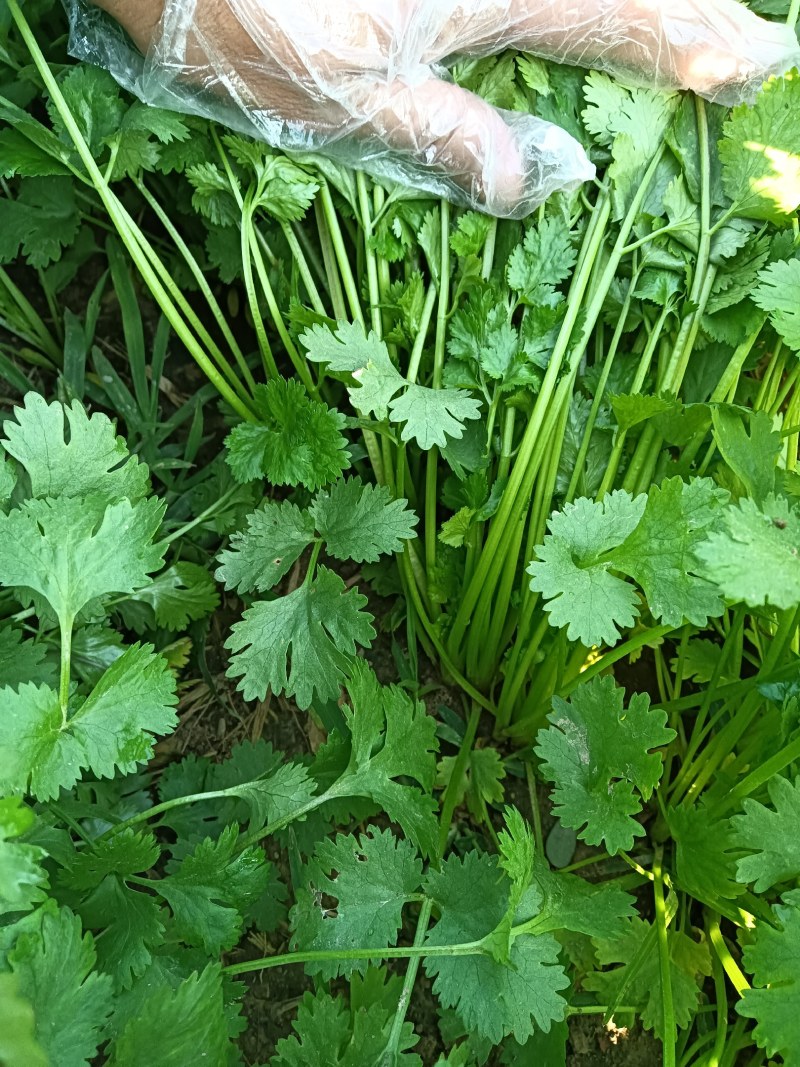 香菜大叶精品香菜！香菜上市中，基地种植，需要联系！