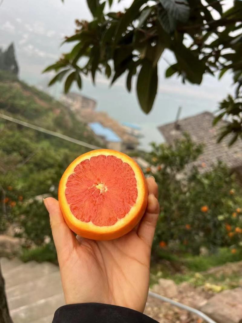 中华红血橙枝头鲜果，甜蜜蜜，水汪汪，果农采果装车