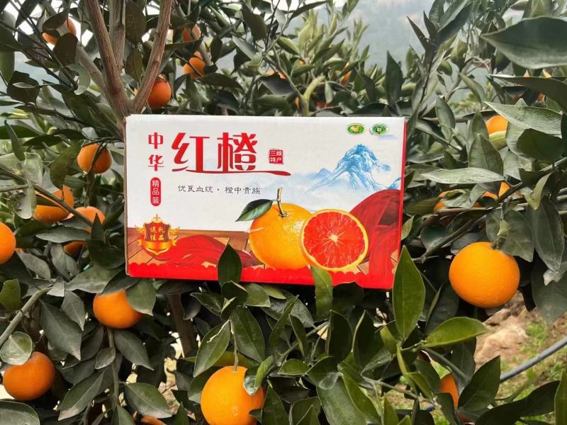 中华红血橙枝头鲜果，甜蜜蜜，水汪汪，果农采果装车