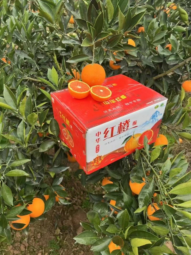 中华红血橙枝头鲜果，甜蜜蜜，水汪汪，果农采果装车