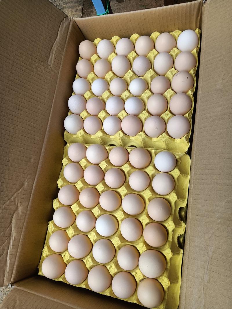 新鲜玉米鸡蛋，粉壳