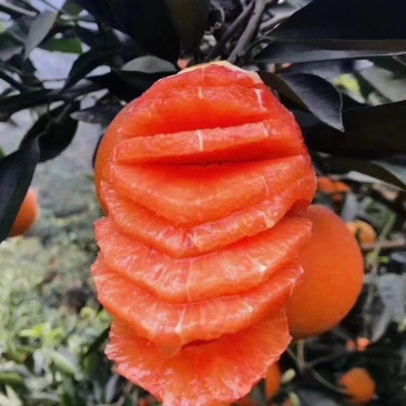 中华红血橙枝头鲜果，甜蜜蜜，水汪汪，果农采果装车