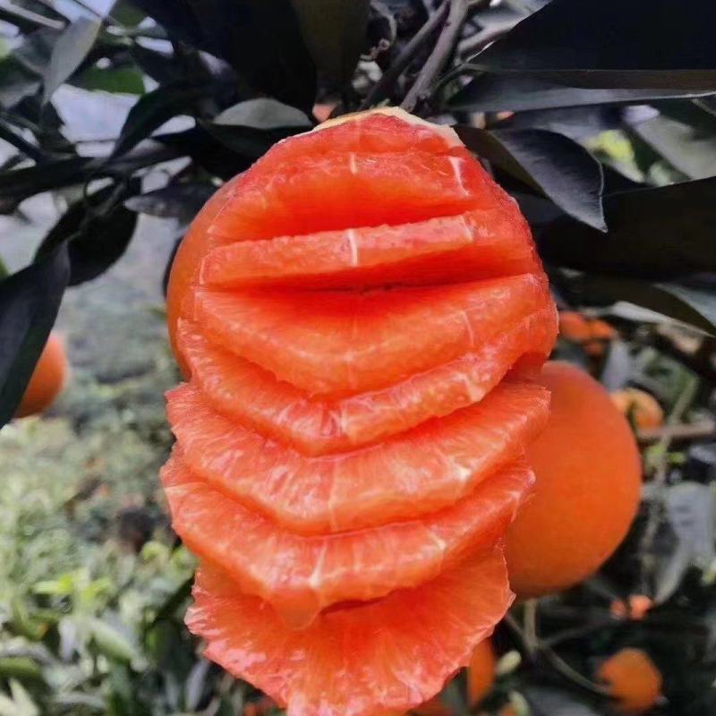 中华红血橙枝头鲜果，甜蜜蜜，水汪汪，果农采果装车