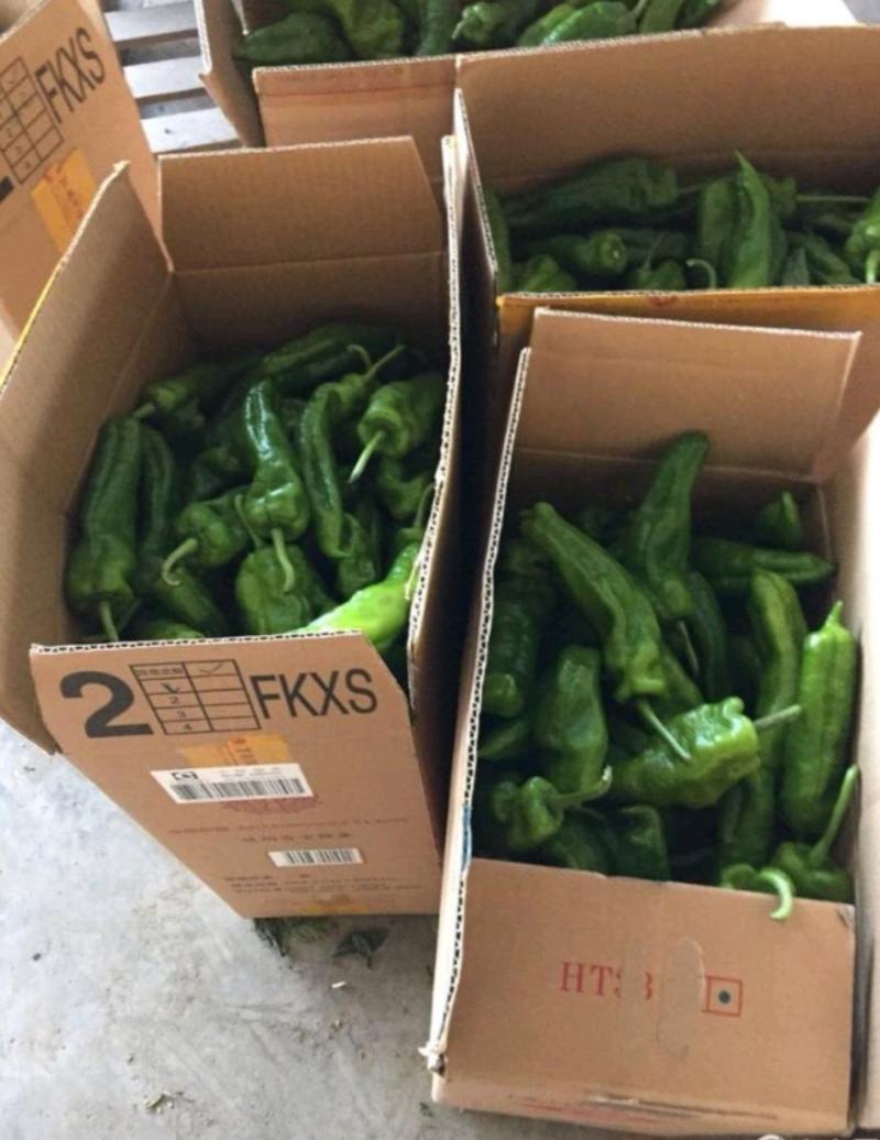 东台辣椒青椒301原产地整车大量供应代发全国