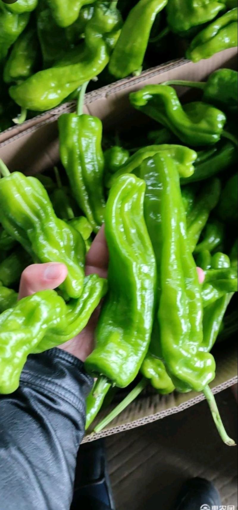 东台辣椒青椒301原产地整车大量供应代发全国
