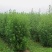 新货青蒿，规格0.8段大货