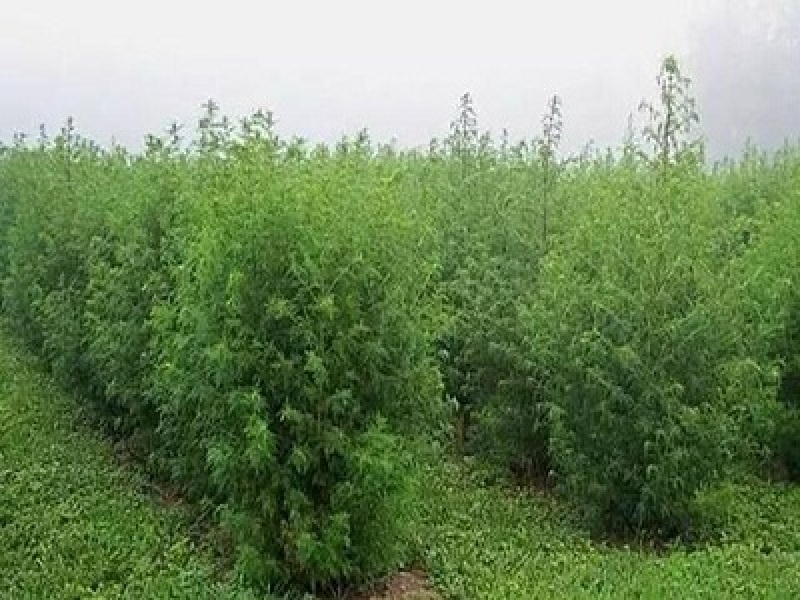 新货青蒿，规格0.8段大货