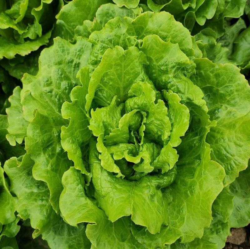 【生菜】意大利生菜基地供货量大从优对接全国可代加工