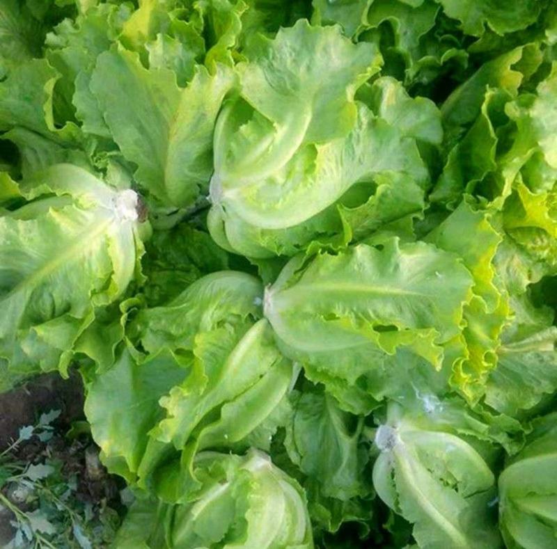 【生菜】意大利生菜基地供货量大从优对接全国可代加工