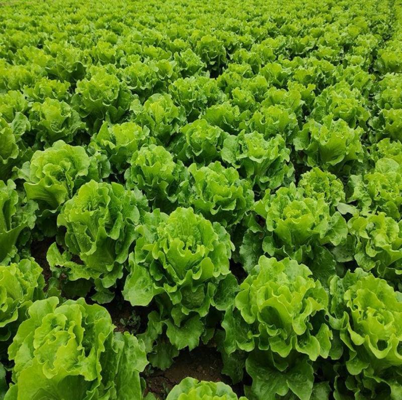 【生菜】意大利生菜基地供货量大从优对接全国可代加工