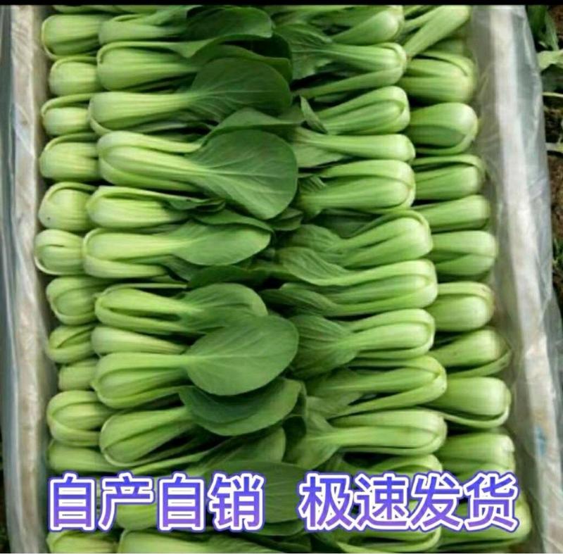 上海青基地供货全国对接量大从优油菜小油菜