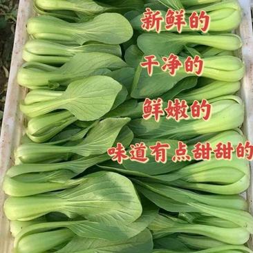 上海青基地供货全国对接量大从优油菜小油菜
