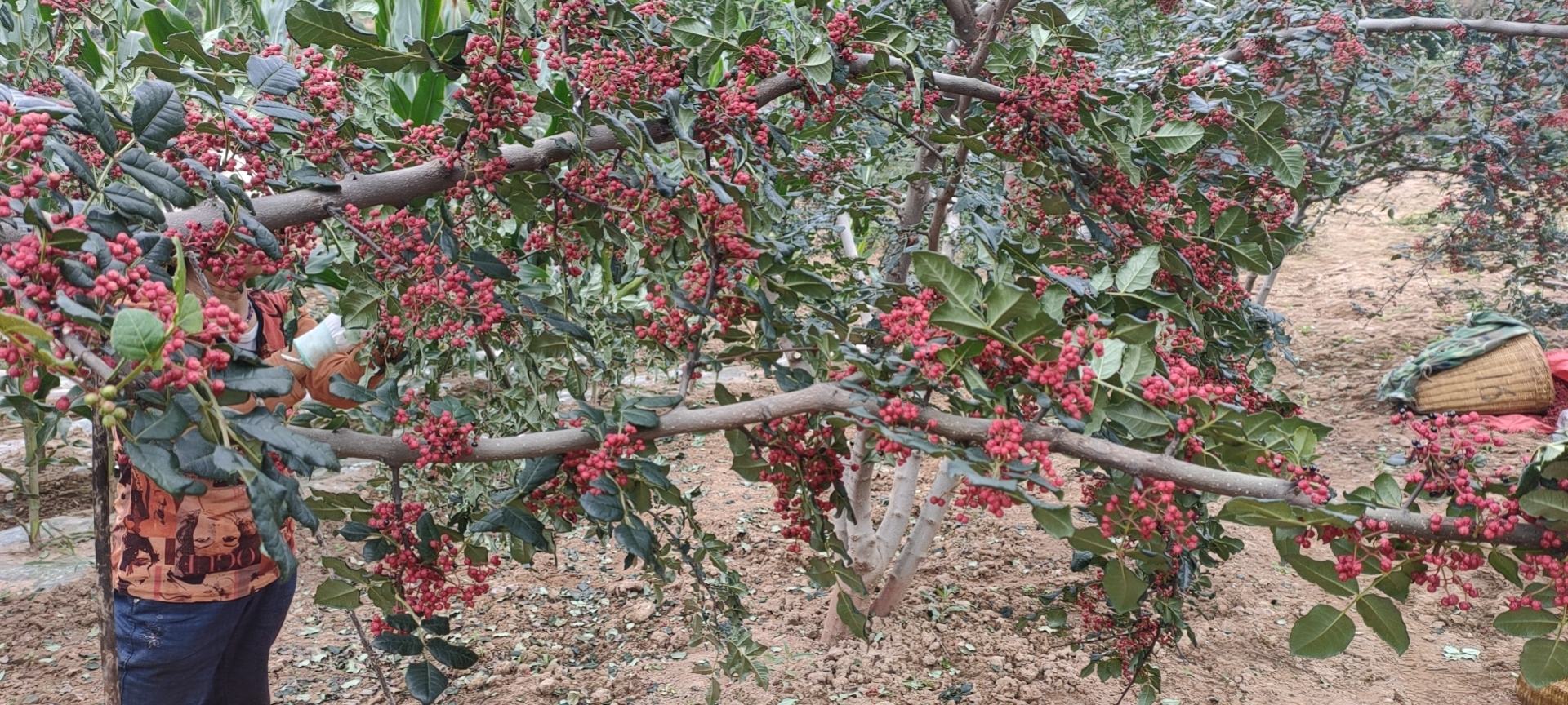 花椒红椒实物图