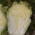 冷库储存87-114大白菜，便宜出售