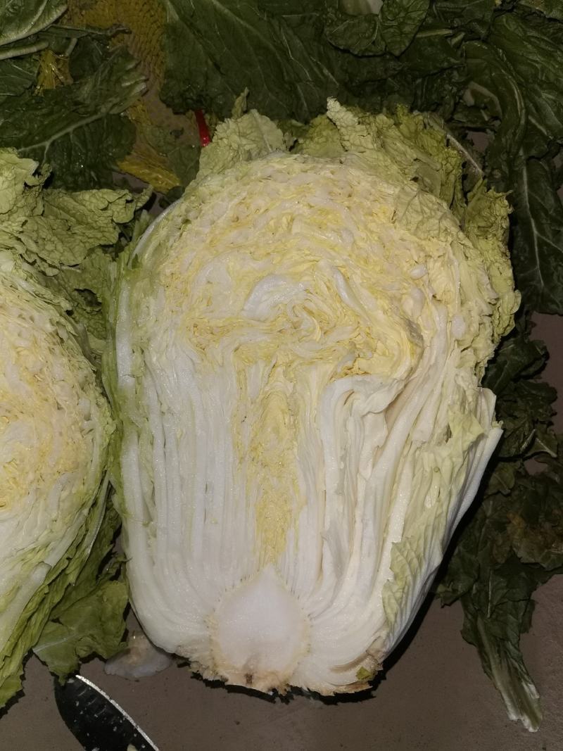 冷库储存87-114大白菜，便宜出售