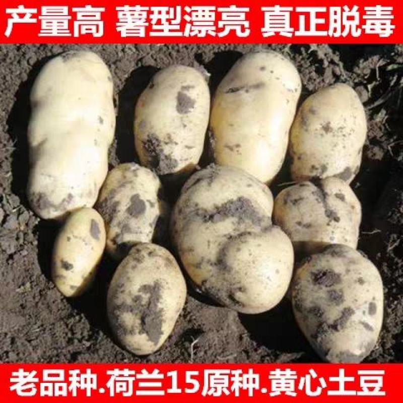 【推荐】辽宁精品荷兰十五土豆货源充足代发全国