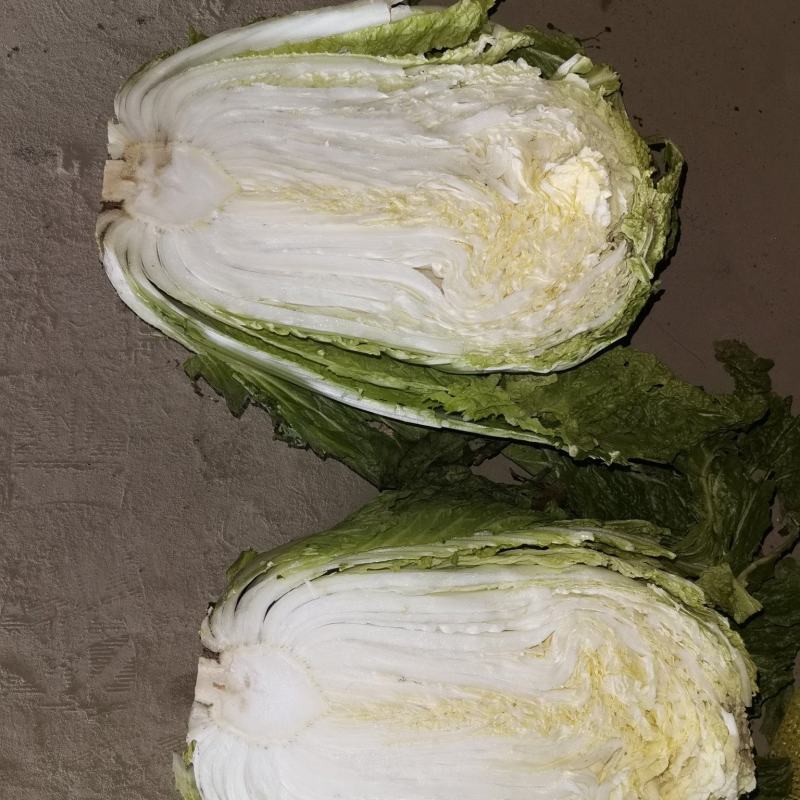 冷库储存87-114大白菜，便宜出售