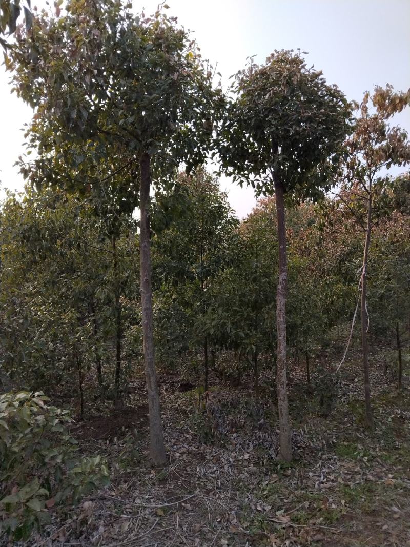 香樟树，8公分香樟树，9公分香樟树，10公分香樟自产自销