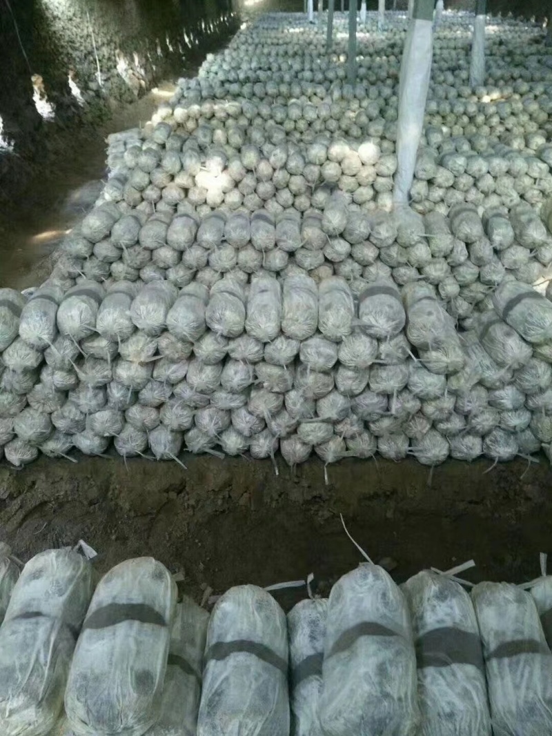 灵芝菌棒，产地自产直销，