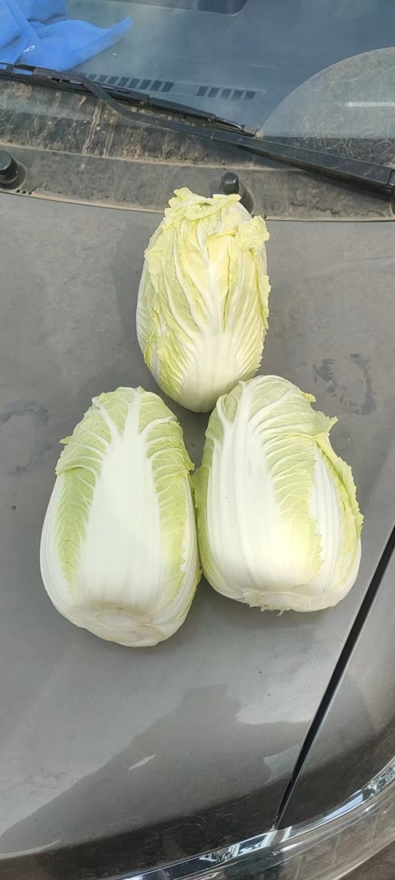 云南山地娃娃菜