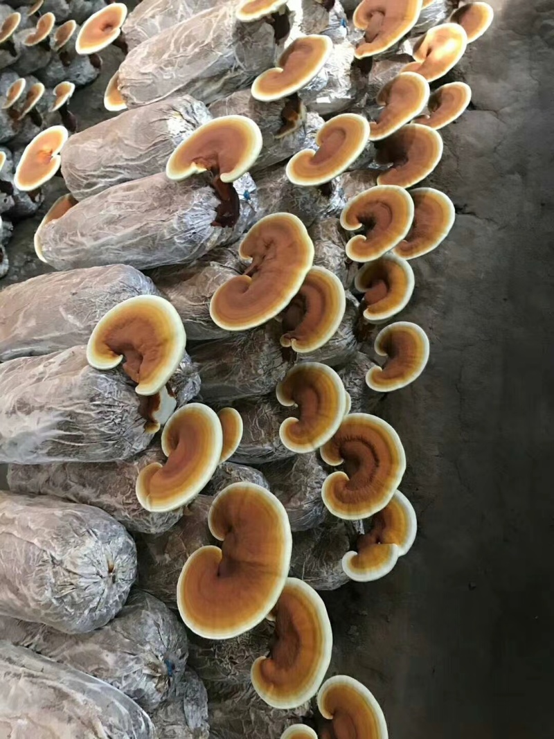 灵芝菌棒，产地自产直销，