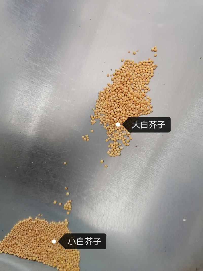 白芥子芥末子药用籽类不是种子无硫净货各种中药材批发