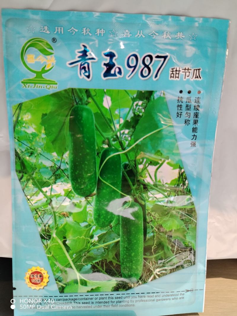 青玉987甜节瓜毛节瓜种子极早熟无蜡粉果实商品性好